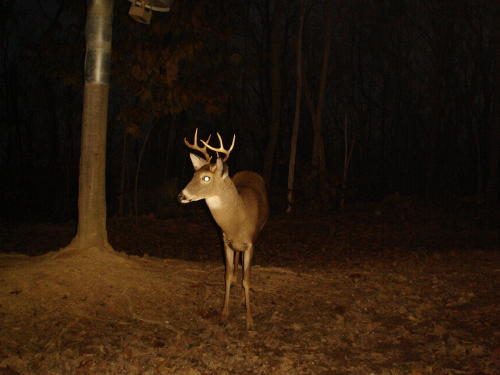8 point buck 8 point buck