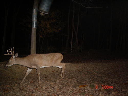 8 point buck 8 point buck