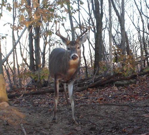 8 point buck 8 point buck