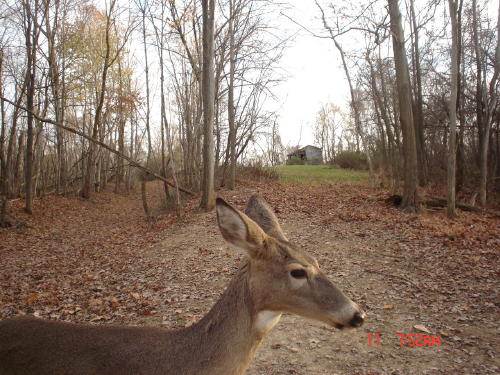 whitetail doe whitetail doe