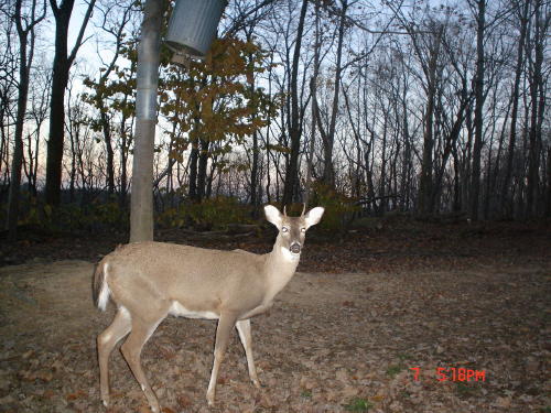 spike buck spike buck
