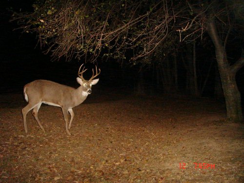 Seven point buck