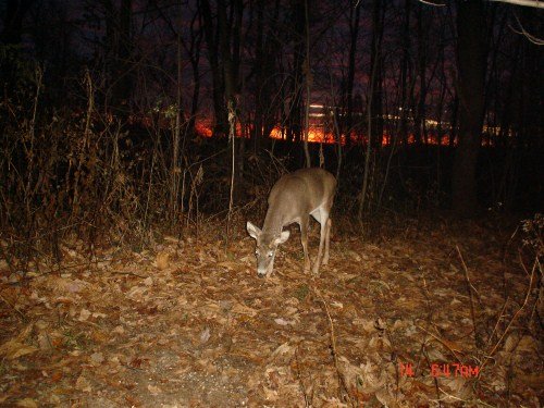 Four point buck at sunrise