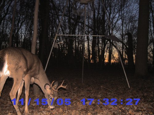 seven point whitetail