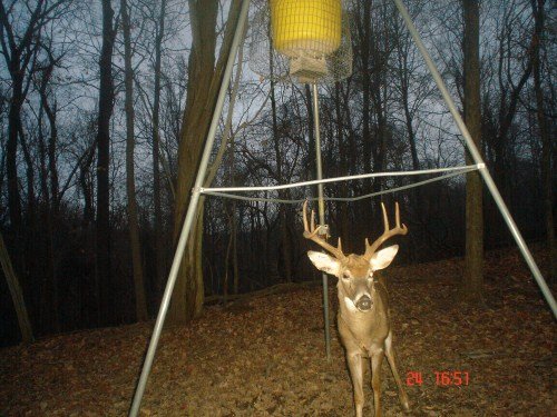 Eight point buck with a bad eye