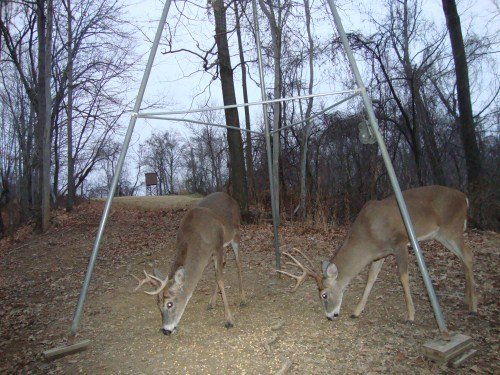 Small nine point buck