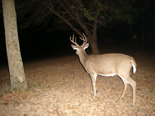 Seven point buck