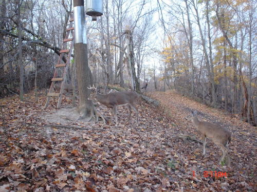 8 point buck 8 point buck
