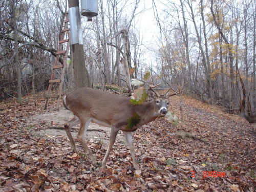 nine point whitetail buck