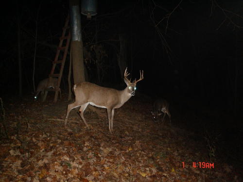 whitetail buck