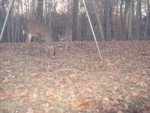Eight point buck