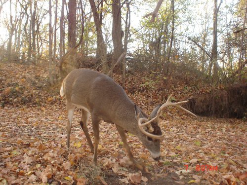 Nine point buck