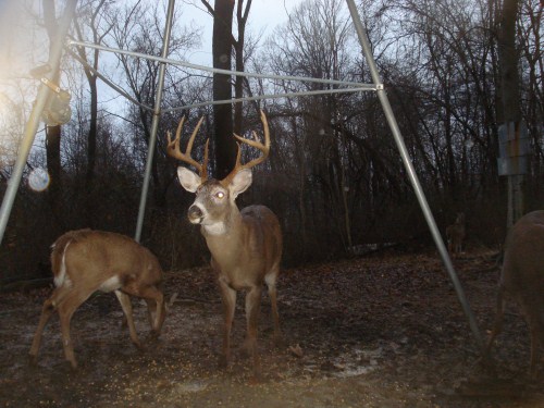 big ten point buck