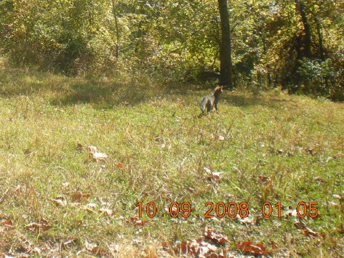 October Fox picture