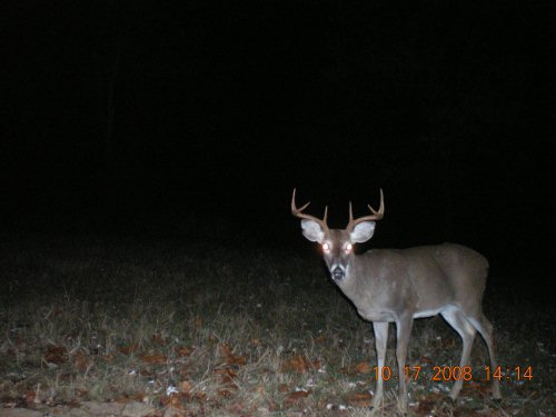 Wide rack eight point buck