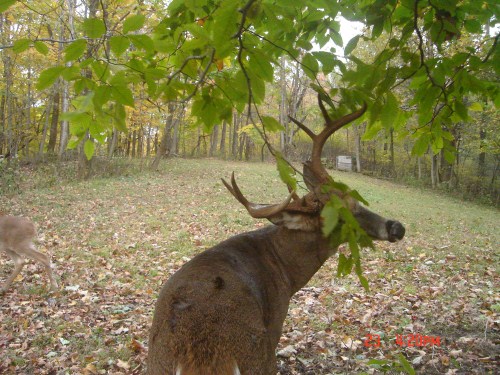 Big eight point buck