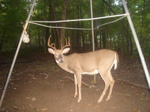 Ten point buck