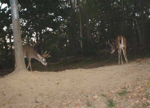 9 point and 8 point bucks 9 point and 8 point bucks