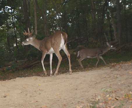 9 point whitetail buck 9 point whitetail buck
