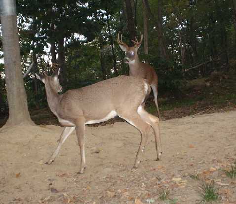 9 point buck and a spike 9 point buck and a spike