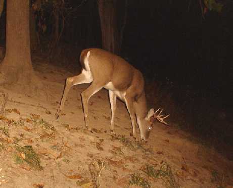 8 point buck 8 point buck