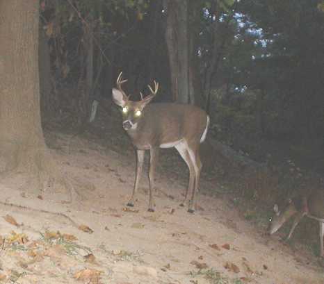 8 point buck 8 point buck
