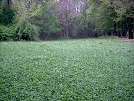 Old house food plot photo Old house food plot photo