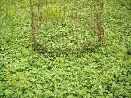 Oldhouse food plot picture Oldhouse food plot picture
