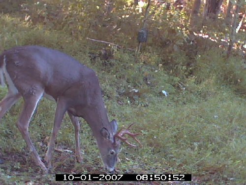 Predator Evolution buck picture