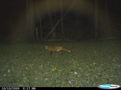 Red Fox Picture