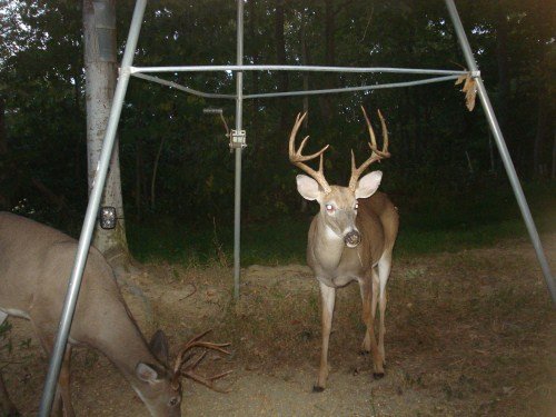 Buck picture taken with a Penns Woods DS-07