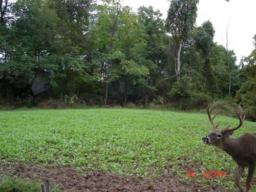 Eight point buck