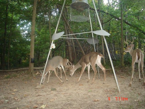 Bucks in velvet