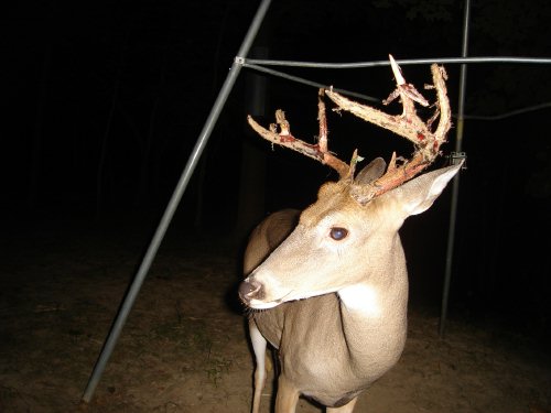 Buck shedding velvet