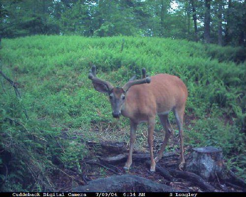 six point in velvet taken with a cuddeback.