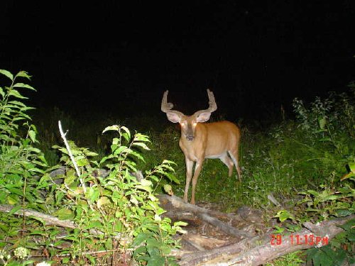 six point in velvet taken with a homebrew