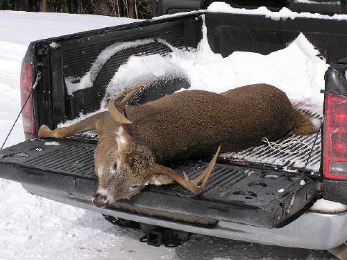 six point whitetail buck