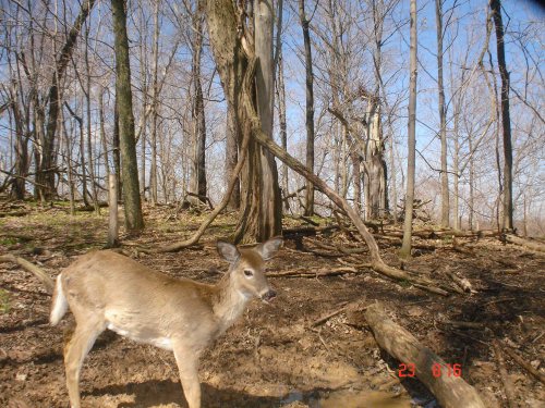 Treebark Cameras