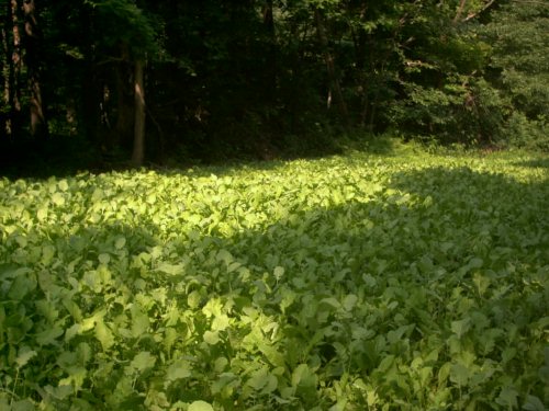 Tecomate Ultra Forage Food Plot
