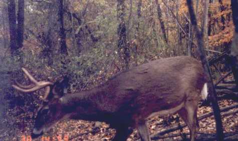 Wide 6 point buck Wide 6 point buck