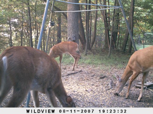 wildview xtreme 5 daylight picture