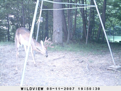 Wildview Xtreme 5 flash picture